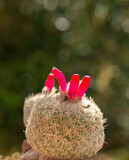 Fototapeta Dziecięca - Epithelantha micromeris cactus in flower
