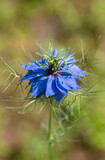 Fototapeta Sawanna - Cornflower with blurred background