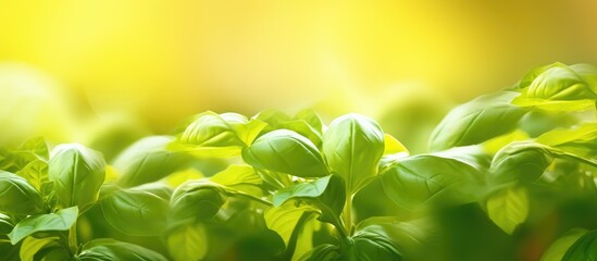 Fototapete - Green plants close-up view