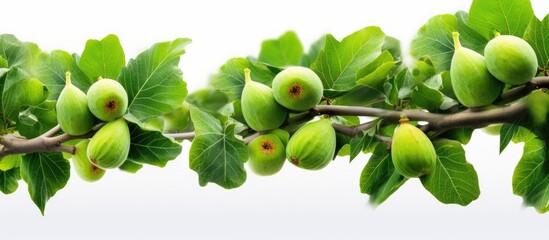 Leinwandbilder - Green figs on fig tree branch