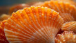 background with orange scallop seashells. 