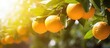 Oranges hanging from tree in sunlight