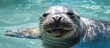 Seal Swims with Open Mouth and Wide Eyes