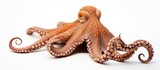 Fototapeta Do akwarium - Fresh octopus on a plain white backdrop