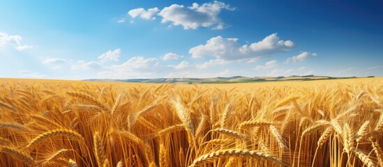 Poster - Harvest-ready wheat field under clear blue sky