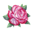 Pink rose with leaves isolated.