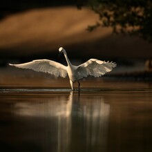 Egret Chasing Down Fish At The Pond At Sunrise