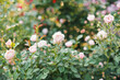 Bushes of pink roses in the garden. Soft focus, blurred background.