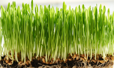 Wall Mural - Closeup of fresh young green barley grass growing in soil. Homegrown microgreen or healthy nutritional supplement.