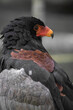portrait of bateleur - medium sized eagle with orange beak