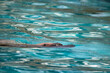 portrait of sea lion swimming