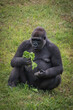 portrait of gorilla eating fresh green salad