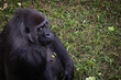 portrait of gorilla looking at camera, feeling angry and sad