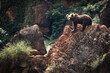 portrait of eurasian brown bear walking on the rocks, playing around