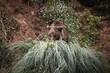 portrait of eurasian brown bear walking on the rocks, smelling grass, searching for food