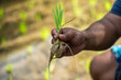 © ADDICTIVE STOCK - Hand holding young rice plant in Bali field