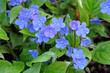 Blue Omphalodes cappadocica, or navelwort, ‘Cherry Ingram’ in flower.