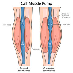 blood flow in relaxed and contracted calf muscles, indicating valve positions and muscle states structure diagram hand drawn schematic vector illustration. Medical science educational illustration