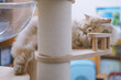 The cute yellow fat British long-haired pet cat likes its cat climbing frame very much. It is so comfortable to lie in the cat bed and sleep with the air conditioner blowing in the summer.