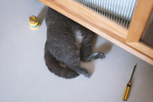 The Cute Fat Gray British Shorthair Pet Cat Likes To Sleep Under The Owner's Cupboard, Showing Various Funny Sleeping Positions And Pretending To Be A Furniture Repairman With A Screwdriver.