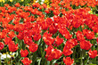 Field of red tulips as background