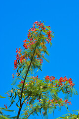 Wall Mural - Low-Angle Portrait View Of The Crown Adorned With Branches, Leaves, And Clusters Of Red Flowers Of Delonix Regia Against A Clear Blue Sky