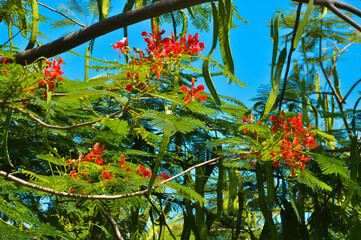 Wall Mural - Natural Beauty And Freshness Of The Branches, Leaves, Fruits, And Clusters Of Red Flowers Of Delonix Regia On A Sunny Day