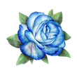 Blue rose with leaves isolated.