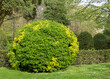 Euonymus japonicus or evergreen spindle or japanese spindle globe form pruned plant.