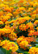 bright yellow-orange flowers of Lantana camara, natural floral background. spring summer season. flowering plant of Lantana camara (Spanish Flag or Phakakrong) verbena family.