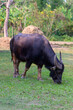 Thai buffalo eating grass is raised and released in the meadow.