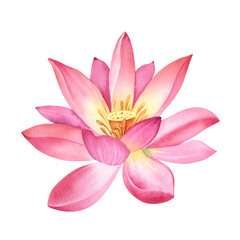 Wall Mural - Pink lotus flower on an isolated, white background. Watercolor illustration of a water lily for spa design. Drawing of a Chinese water lily for greeting cards. Template for printing on clothes.