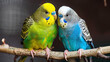 a couple of green and blue budgies