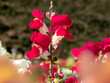 Common snapdragon or antirrhinum majus red flowering plant in the garden