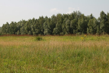 treeline with flower