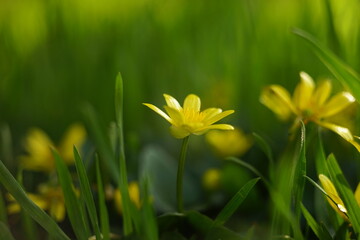 Wall Mural - Yellow marsh marigold flowers grow in a sunny spring field