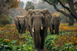 A group of elephants making their way through a vibrant green field