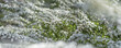 Spring and summer background of white tiny flower blossom bloom, Thunberg spirea, Spiraea thunbergii, thunderberg's meadow sweet bush with wiry twig branch in garden with blurry foreground