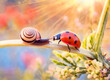 Tiny Snail and Little Ladybug Chit Chatting on Leaf Stalk