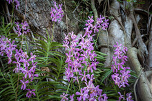Arachnis Orchids Show Their Purple Flowers Against The Backdrop Of A Tropical Ficus Tree Trunk. Several Blooming Spikes, Showcasing The Unique Orchid Variety In A Natural Setting.