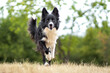 © Adlka - Border collie dog potrait in nature