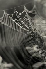 Wall Mural - spider web with dew drops