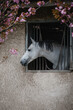 wunderschöner weißer Schimmel Hengst schaut aus einer Box mit Kirschblüten, schaut aufmerksam und neugierig, Pferdehaltung, Zuchtstall 