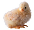 Young yellow chicken chick isolated