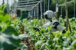 © Thi - Farmers using robots to take care of their crops