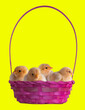 Yellow behind gold chicks in an Easter basket