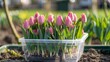 Many pink tulips in plastic pot on soil