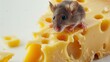Mouse eating cheese, white background.
