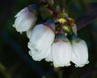 Close up of blueberry flowers