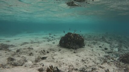 Wall Mural - Black and white damselfish swim and hide in coral in shallows.